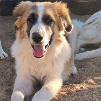 Alister -  Great Pyrenees Dog for Adoption in Piedmont, California - Alister | PetCurious
