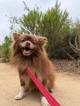 Mustang -  Pomeranian Dog for Adoption in Placentia, California - Mustang | PetCurious