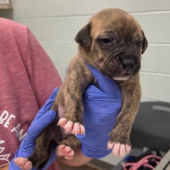 Skippy -  Mixed Breed Dog for Adoption in Chattanooga, Tennessee - Skippy | PetCurious