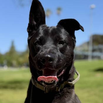 Dutch Shepherd and Chocolate Labrador Retriever Dogs Available for Adoption in Los Angeles, California - Hopscotch-Such A Wonderful Personality | PetCurious