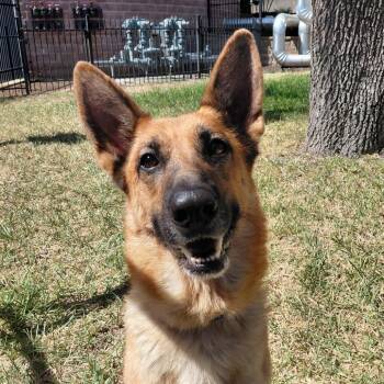 German Shepherd Dog Dogs Available for Adoption - Rylee JuM | PetCurious