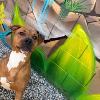 Pit Bull Terrier and Mixed Breed Dogs Available for Adoption in Turlock, California - Shego | PetCurious