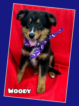 Woody -  Australian Shepherd Dog for Adoption in East Sparta, Ohio - Woody | PetCurious