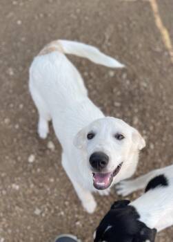Harriet -  Great Pyrenees Dog for Adoption in Sadler, Texas - Harriet | PetCurious
