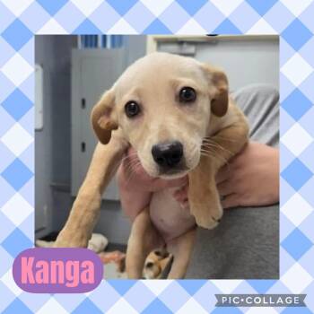 Australian Cattle Dog Blue Heeler and Labrador Retriever Dogs Available for Adoption in Ringwood, New Jersey - Kanga | PetCurious