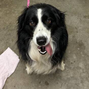 Sammy -  Australian Shepherd and Border Collie Dog Available for Adoption in Ottawa, Kansas - Sammy | PetCurious