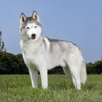 Ghost -  Siberian Husky Dog for Adoption in Franklin, Tennessee - Ghost | PetCurious