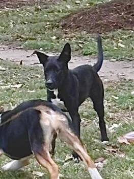 Rescue Black Labrador Retriever and American Staffordshire Terrier Dogs for Adoption in Tunica, Mississippi - Roxanne | PetCurious