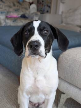 Rescue Hound and Border Collie Dogs for Adoption in Richmond, Virginia - Iron Man | PetCurious