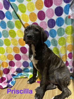 Rescue Hound and Labrador Retriever Dogs for Adoption in Ball Ground, Georgia - Priscilla | PetCurious
