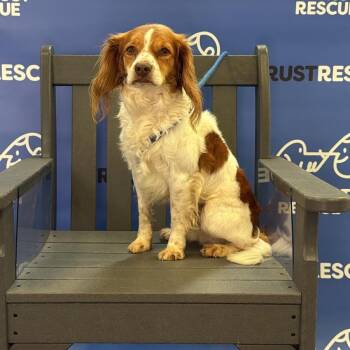 Cavalier King Charles Spaniel Dogs Available for Adoption in Waterford, New Jersey - SAL | PetCurious