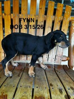 Fynn -  Labrador Retriever and Mixed Breed Dog for Adoption in North Richland Hills, Texas - Fynn | PetCurious