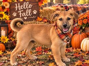 LANDON -  Retriever Dog for Adoption in Locust Fork, Alabama - LANDON | PetCurious