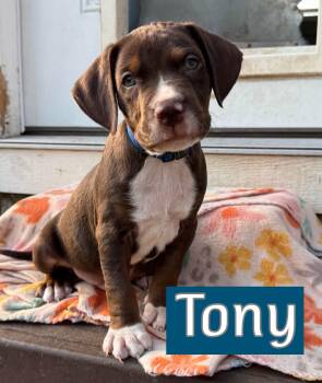 Tony -  Labrador Retriever Dog for Adoption in Fort Worth, Texas - Tony | PetCurious