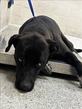 Pit Bull Terrier and Mixed Breed Dogs Available for Adoption in Conroe, Texas - A427751 | PetCurious