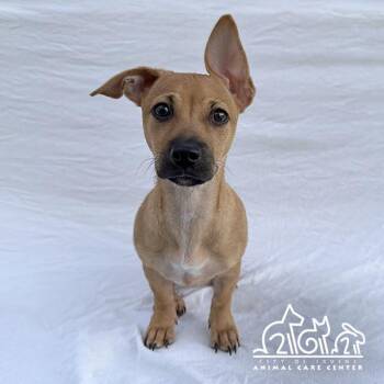 MOCHA -  Dachshund and Mixed Breed Dog for Adoption in Irvine, California - MOCHA | PetCurious