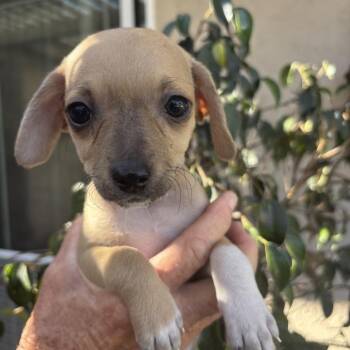 Chick -  Chihuahua Dog for Adoption in Oceanside, California - Chick | PetCurious