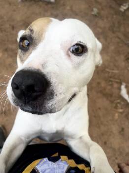 Flour Girl -  Mixed Breed Dog for Adoption in Pottsboro, Texas - Flour Girl | PetCurious