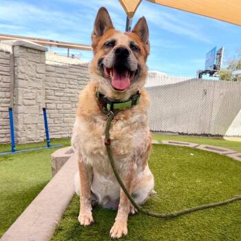 Tess -  Mixed Breed and Cattle Dog Dog for Adoption in Murray, Utah - Tess | PetCurious