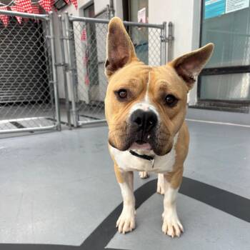 Milo -  Mixed Breed and Pit Bull Terrier Dog for Adoption in Philadelphia, Pennsylvania - Milo | PetCurious