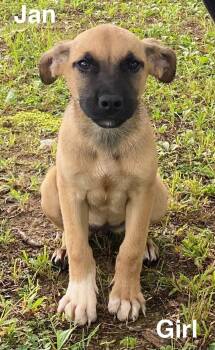 Jan -  Black Mouth Cur and Labrador Retriever Dog for Adoption in Glocester, Rhode Island - Jan | PetCurious