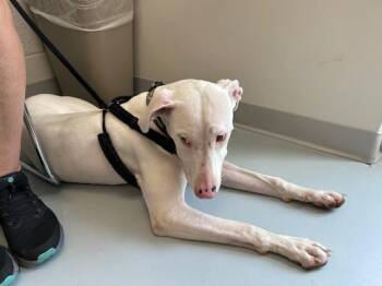 A384855 -  Labrador Retriever and Mixed Breed Dog for Adoption in Ocala, Florida - A384855 | PetCurious