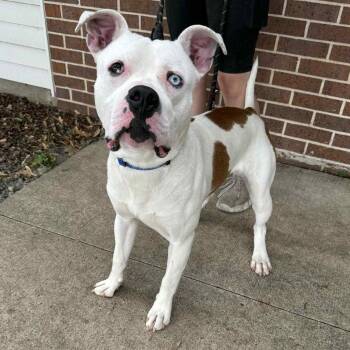 Rescue American Staffordshire Terrier Dogs for Adoption in Waterloo, Iowa - Nelly The Duke | PetCurious