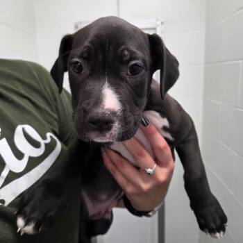 Gekko -  Pit Bull Terrier and Hound Dog for Adoption in Parkersburg, West Virginia - Gekko | PetCurious