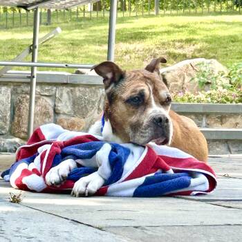 Junya -  Boxer Dog for Adoption in New York, New York - Junya | PetCurious