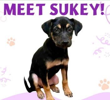 Rescue Shepherd Dogs for Adoption in Milton, Georgia - Sukey | PetCurious