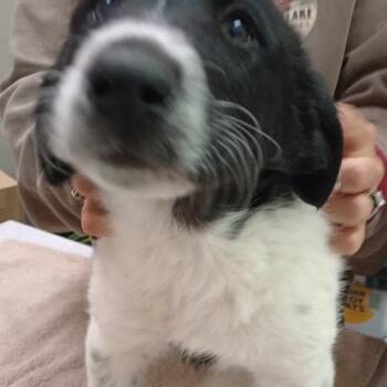 PeeWee -  Collie and Newfoundland Dog Dog for Adoption in Grand Rapids, Minnesota - PeeWee | PetCurious