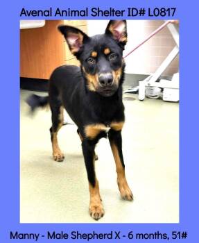 Manny -  Shepherd Dog for Adoption in Avenal, California - Manny | PetCurious