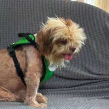 Spencer -  Shih Tzu Dog for Adoption in Normal, Illinois - Spencer | PetCurious
