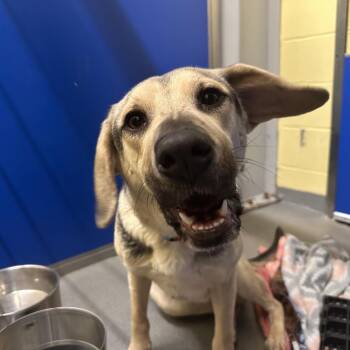 Mixed Breed Dogs Available for Adoption - Almond | PetCurious