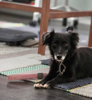 Mixed Breed Dogs Available for Adoption - JADE | PetCurious