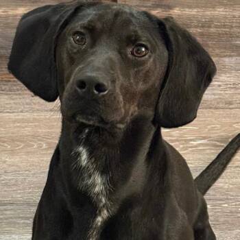 Scout -  German Shorthaired Pointer and Labrador Retriever Dog for Adoption in Lynchburg, Virginia - Scout | PetCurious