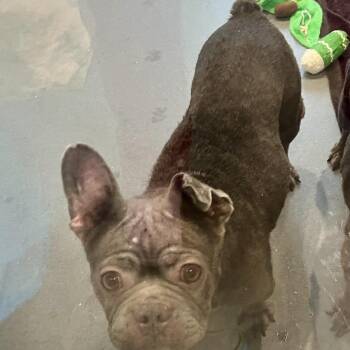 Elliette 4629 -  French Bulldog Dog for Adoption in Loxahatchee Groves, Florida - Elliette 4629 | PetCurious