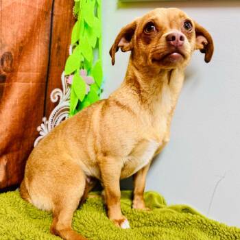 Dorothy -  Chihuahua and Dachshund Dog for Adoption in Lebanon, Missouri - Dorothy | PetCurious
