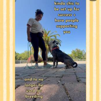 Wendy -  American Staffordshire Terrier Dog for Adoption in San Diego, California - Wendy | PetCurious