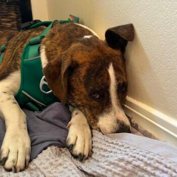 Taylor -  Terrier and Mixed Breed Dog for Adoption in Nampa, Idaho - Taylor | PetCurious