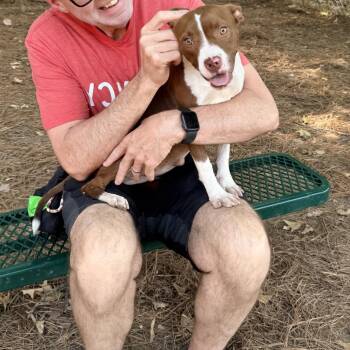 Sola -  Mixed Breed Dog for Adoption in Auburn, New Hampshire - Sola | PetCurious