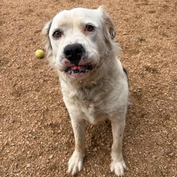 Yogi KCAC #449.26 -  Great Pyrenees and Mixed Breed Dog for Adoption in Kerrville, Texas - Yogi KCAC #449.26 | PetCurious