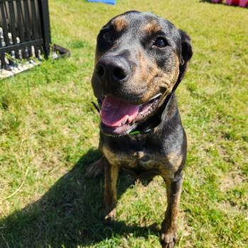 Rumi -  Boxer Dog for Adoption in Fort Wayne, Indiana - Rumi | PetCurious