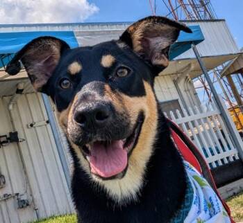 Mixed Breed Dogs Available for Adoption in East Greenwich Township, New Jersey - Rosie | PetCurious