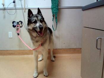 STAN -  German Shepherd Dog Dog for Adoption in Martinez, California - STAN | PetCurious