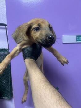 61385069 -  Shepherd and Mixed Breed Dog for Adoption in El Paso, Texas - 61385069 | PetCurious