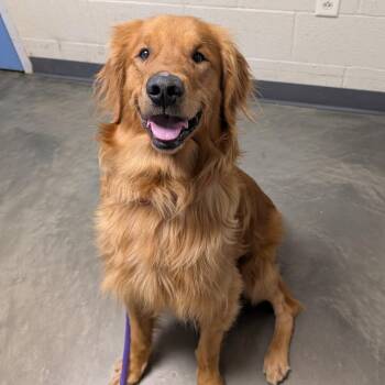 Golden Retriever and Mixed Breed Dogs Available for Adoption in Dekalb, Illinois - Bo | PetCurious