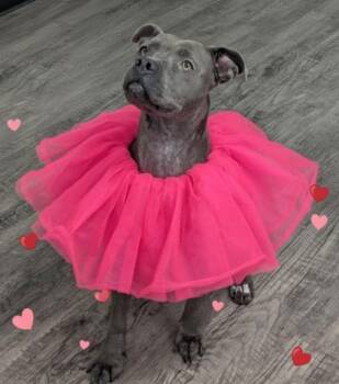 Pit Bull Terrier Dogs Available for Adoption - Jordan Dixon | PetCurious