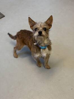 Galecki -  Mixed Breed Dog for Adoption in Big Rapids, Michigan - Galecki | PetCurious