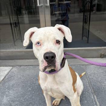 Winnie the Pooch -  Pit Bull Terrier and Boxer Dog for Adoption in Buffalo, New York - Winnie The Pooch | PetCurious